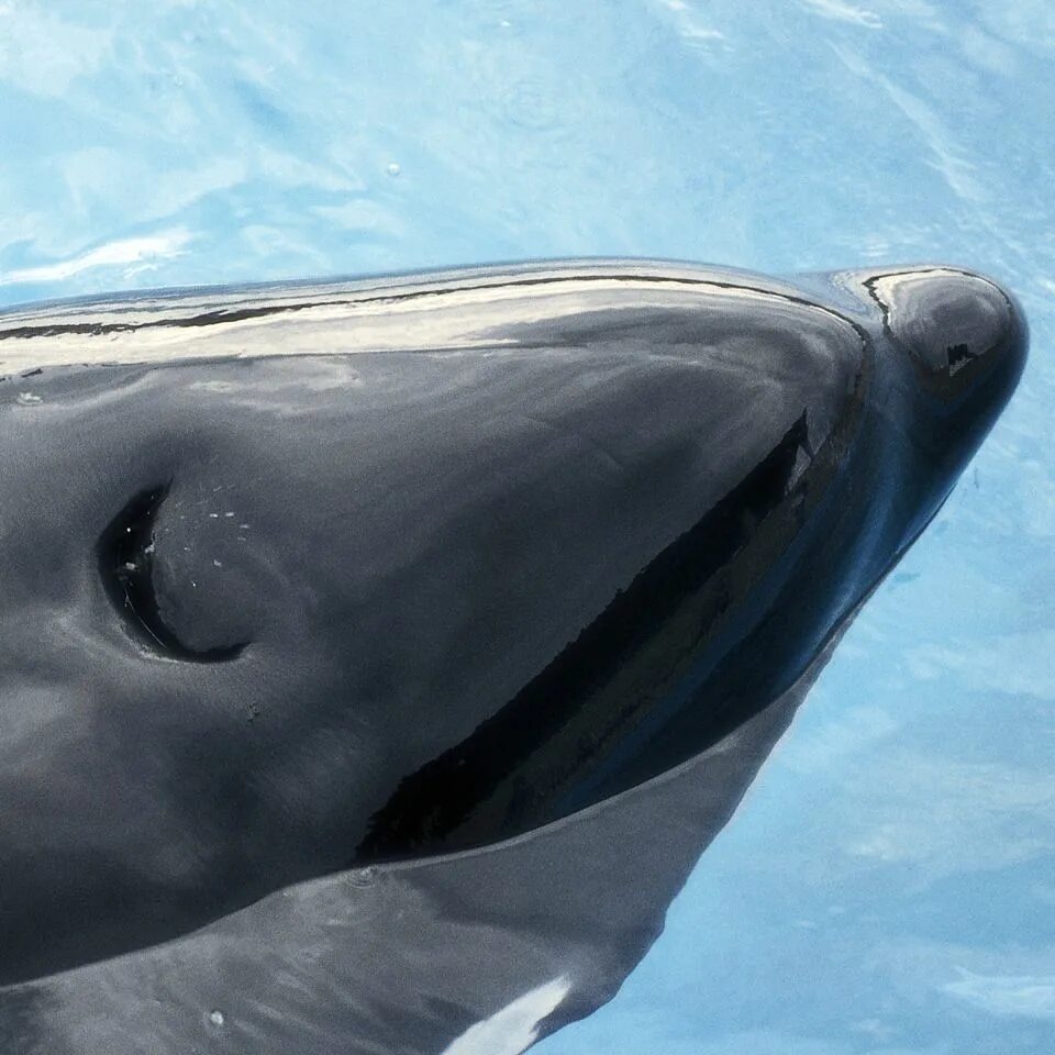 дыхало. дыхало у дельфинов. дыхало дельфина. ноздри дельфина. синий кит фонтан.