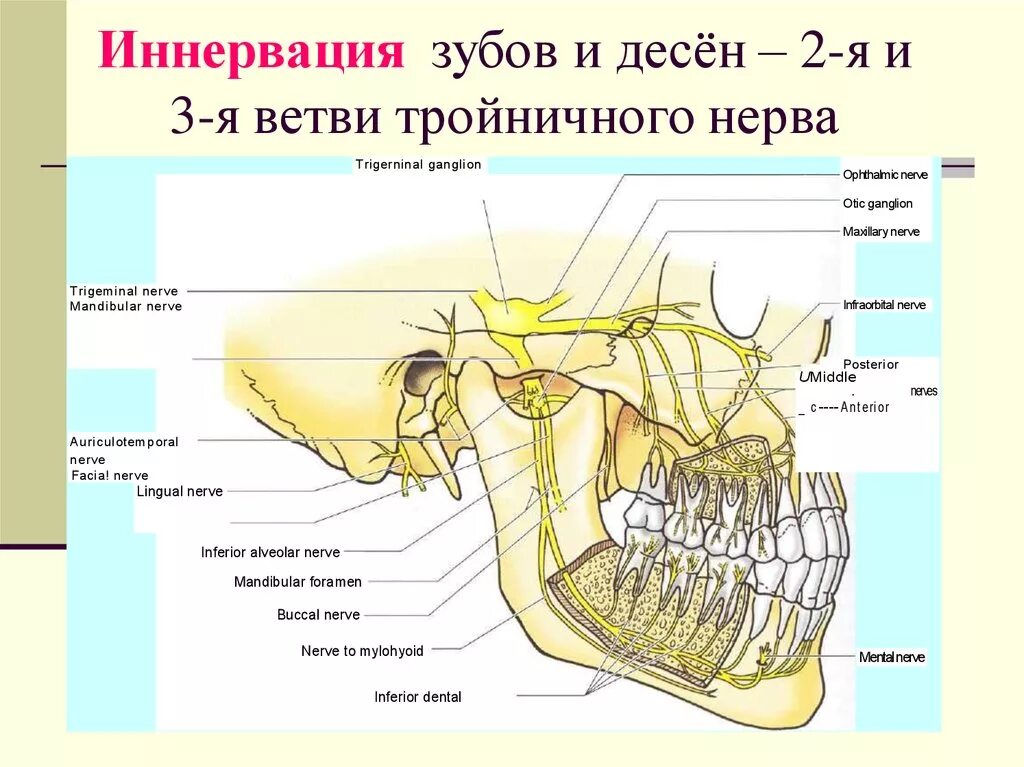 Нижнечелюстной нерв анатомия схема. Иннервация нервов челюсти. Анатомия челюсти иннервация. Иннервация верхней челюсти схема. Лицевой нерв челюсти