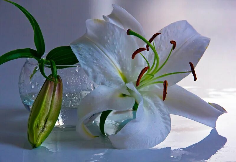 Краше желаю тебе цвести. Лилии для тебя. Доброе утро с белыми лилиями. Лилии для любимой. Цветы лилии для настроения.