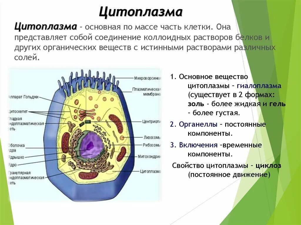 Строение клетки мембрана цитоплазма органоиды. Строение клетки клеточная мембрана цитоплазма 10 класс. Строение клетки эукариот 10 класс. Биология 11 класс: строение клетки эукариот. Каково значение цитоплазмы структуры в жизнедеятельности клетки