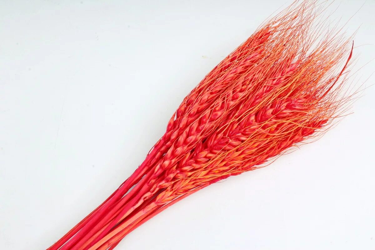 Красные колосья пшеницы. Мак среди колосьев пшеницы. Пшеница и рожь колосья. Поле с колосьями. Красные колосья пшеницы.