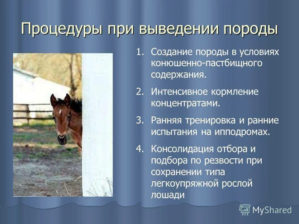 Сколько содержать лошадь. Породы лошадей презентация. Содержание лошадей. Рационы лошадей рысистой породы. Рацион лошади.