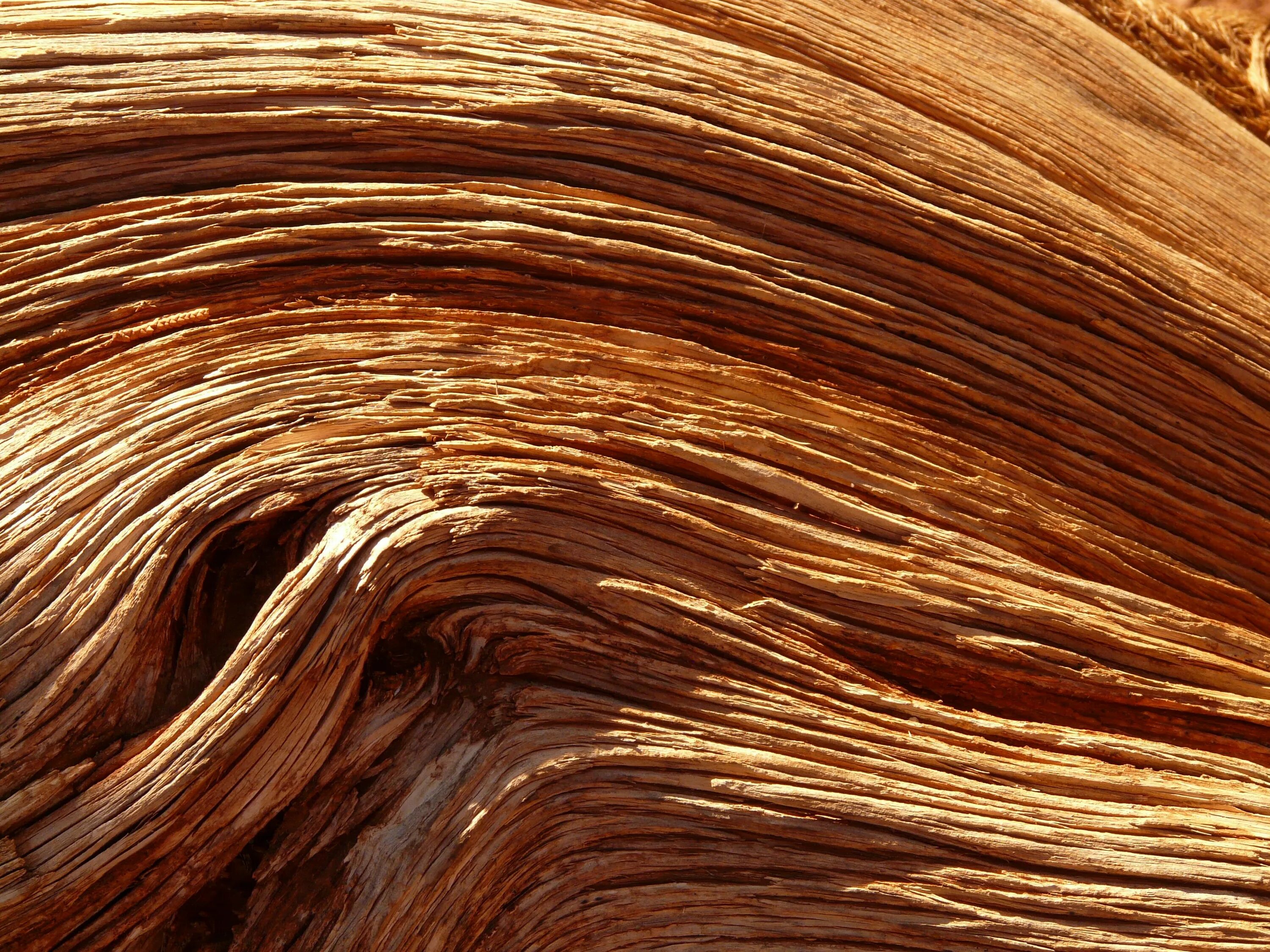 Brown tree