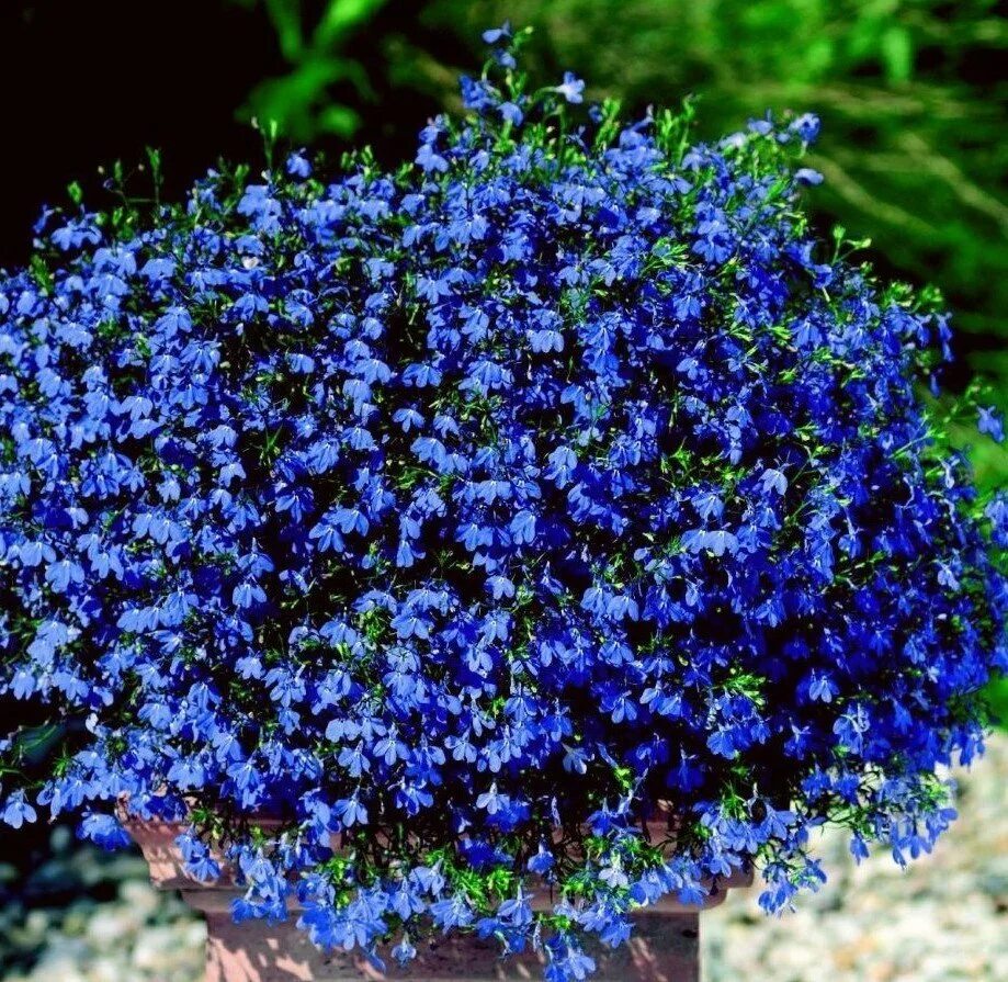 Цветок лобелия фото. Лобелия. lobelia erinus – лобелия эринус. лобелия ежевидная ампельная. лобелия синяя.