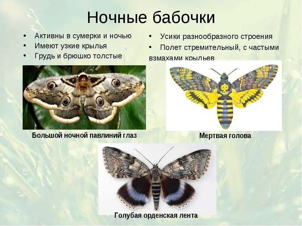 Какой бабочки не существует ответ. Дневные и ночные бабочки. ночные бабочки представители. ночные бабочки названия. описание дневных и ночных бабочек.
