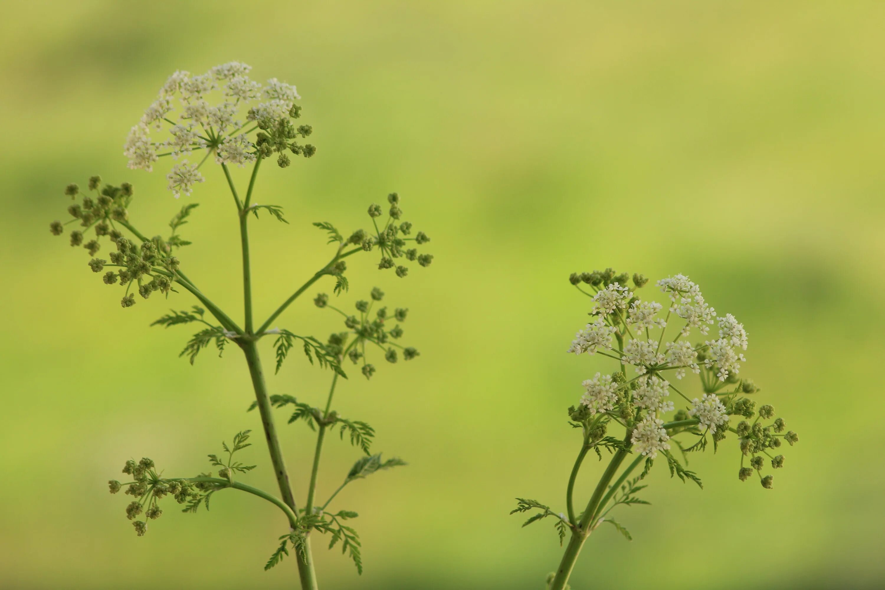 Болиголов пятнистый (омег). Conium maculatum болиголов пятнистый. Соцветие болиголова пятнистого. Соцветие болиголова пятнистого. Соцветие болиголова пятнистого.