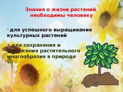 Цвет в жизни растений