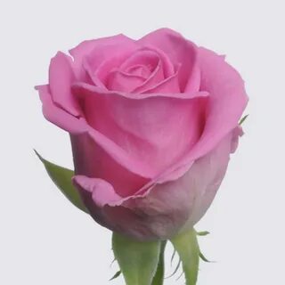 Розовые гр