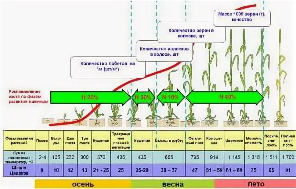Температура вегетации. Фазы вегетации озимой пшеницы. Стадии вегетации озимой пшеницы. Фазы формирования урожайности пшеницы. Периоды вегетации растений по месяцам таблица.