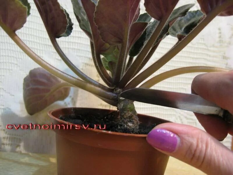 Как обрезать фиалку. Как обрезать фиалку. Поникли листья у фиалки. Листовые химеры фиалки. Как обрезать фиалку.