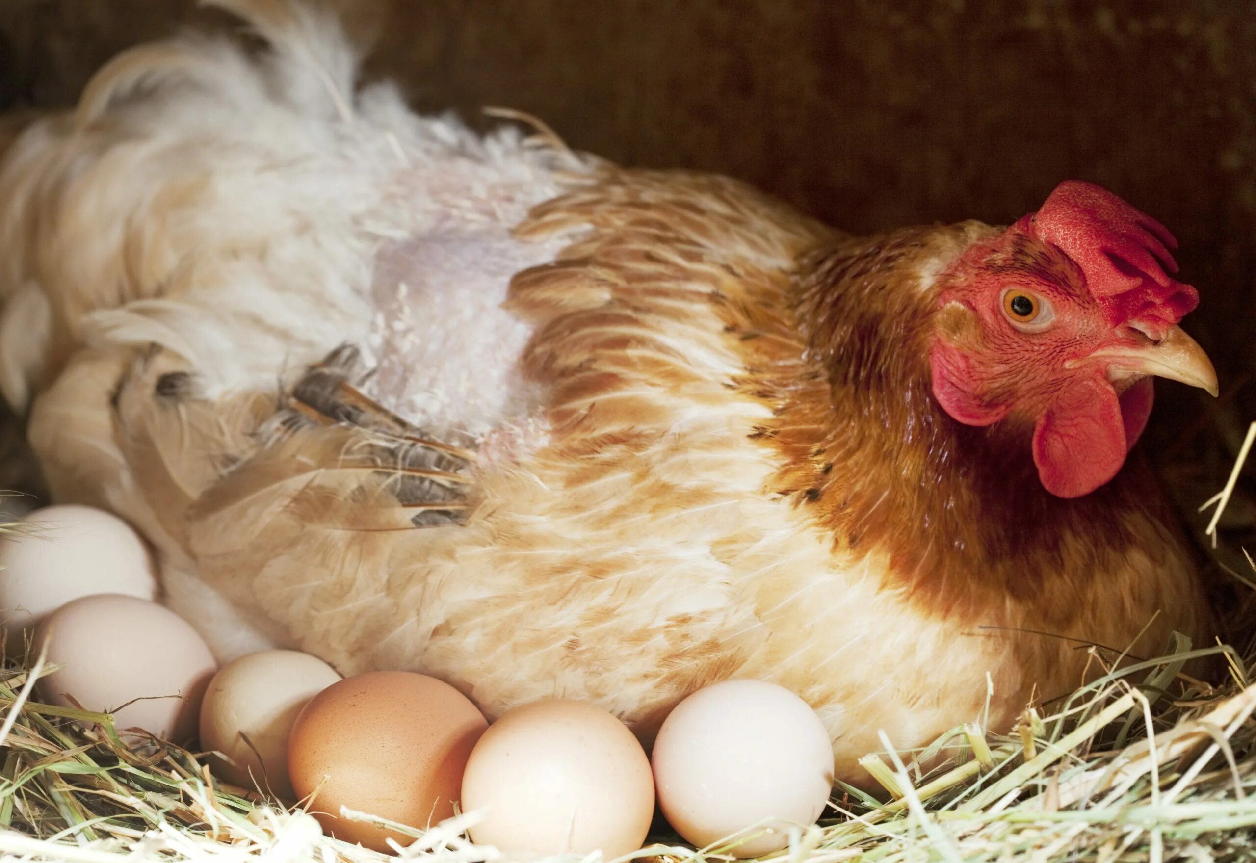 Покажи яйцо курицы. Курочки - несушки. Курица с яйцами. Несушка с яйцами. Курочка с яйцами.