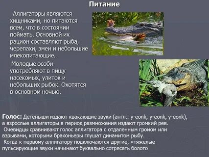 Краткое содержание крокодил