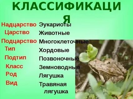Систематические таксоны жабы