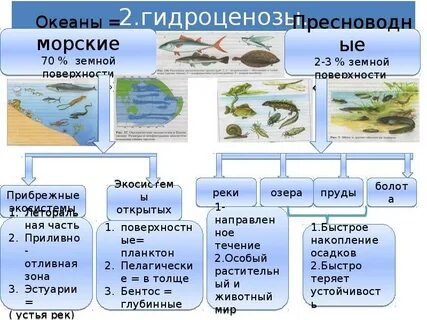 Роль морских экосистем