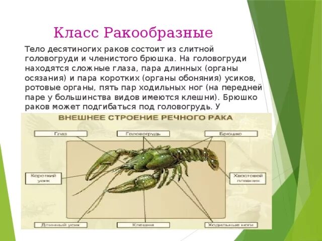 Две пары усиков на головогруди. Тело состоит из головогруди и членистого брюшка. Тело ракообразных состоит из. Ракообразные тело состоит из головогруди и членистого брюшка. Строение головогруди ракообразных.