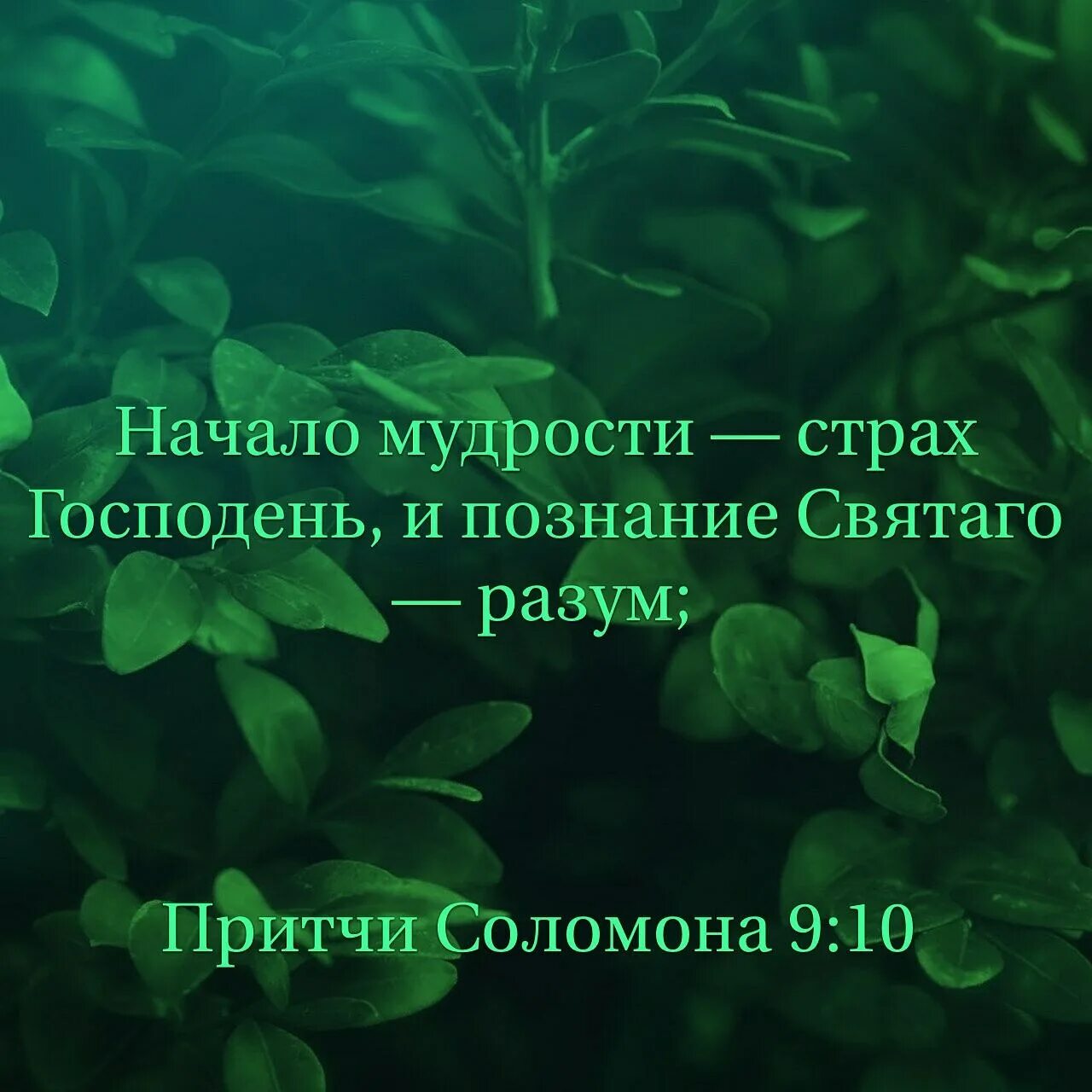Начала мудрости 50. Начало мудрости страх господень. начало мудрости. начало мудрости страх господень и познание святого разум. начало мудрости страх господень библия.