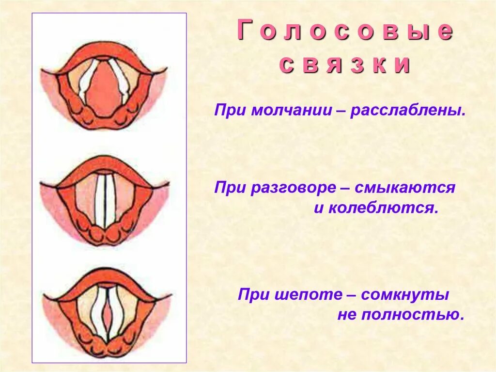 Положение голосовых связок при разговоре. Голосовые связки при разговоре. Положение голосовых связок. Различное положение голосовых связок. Голосовые связки рисунок.