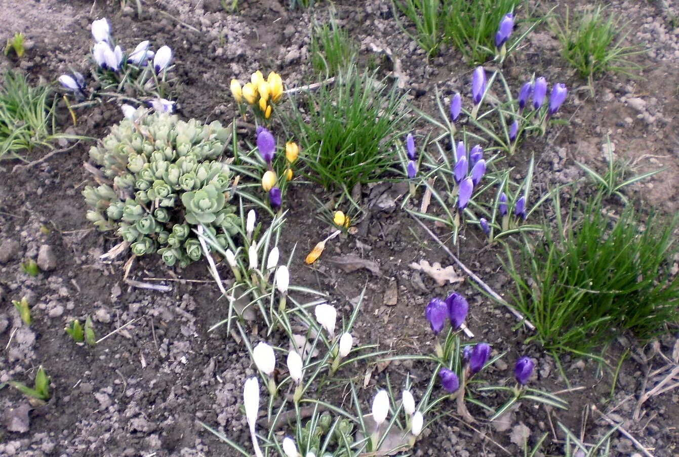 Весенние цветы крокусы. Крокусы всходы. Новости насчет крокуса. Сем. Flower record крокус.