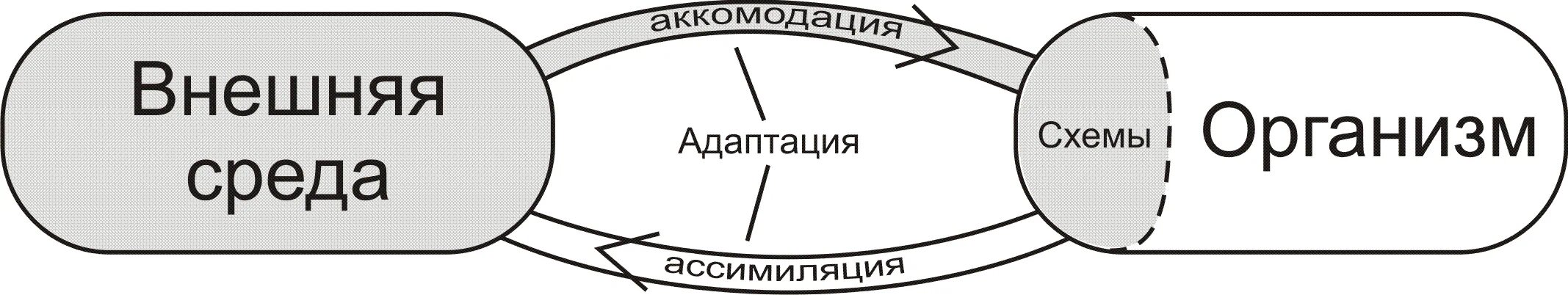 Ассимиляция и аккомодация. Схема в концепции Пиаже. Схема действия по Пиаже. Аккомодация и ассимиляция Пиаже. Схема действий в концепции Пиаже.