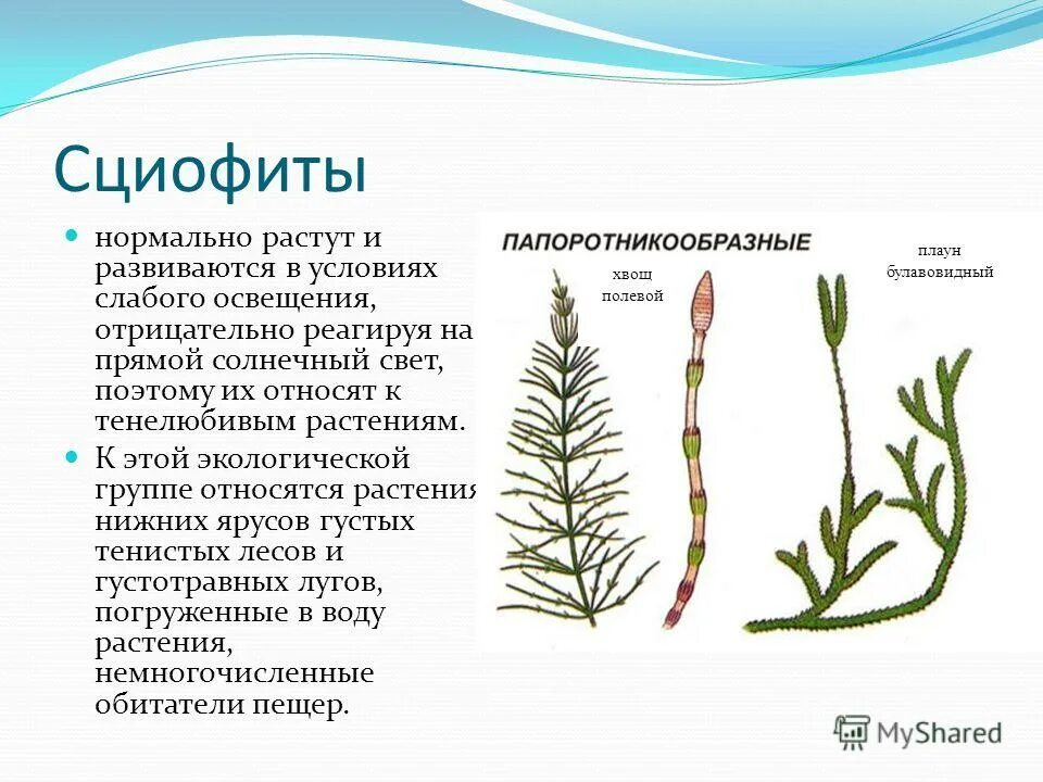 Размножение хвоща полевого кратко. Хвощи строение и размножение. Как размножается хвощ полевой. Цикл развития хвоща лесного. Как размножается хвощ полевой.