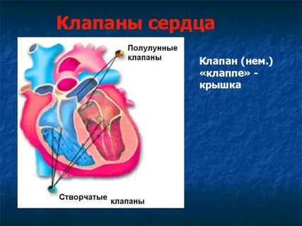 Полулунные клапаны