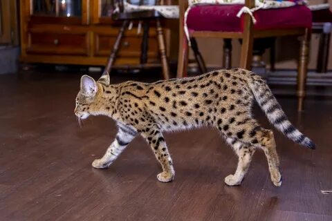 Самые тактильные кошки породы