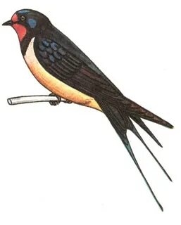 Біреуін қалың жұрт қағып алды