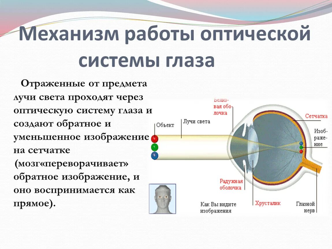 Оптическая система глаз последовательность. Строение оптической системы глаза. Схема оптической системы глаза. Оптическая система глаза состоит из. Оптическую систему глаза образуют.