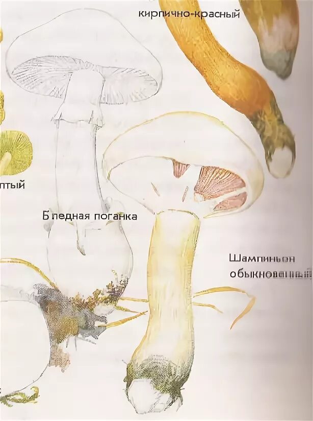 Книга зеленые страницы текст коварные двойники. Коварные двойники бледная поганка. Коварные двойники зеленые страницы бледная поганка. Зелёные страницы 2 класс коварные двойники бледная поганка. Книга зелёные страницы коварные двойники бледная поганка.