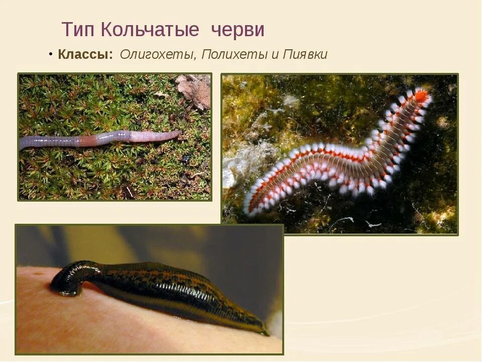 От каких животных произошли кольчатые черви моллюски. Малощетинковые кольчатые черви. Тип кольчатые черви класс Малощетинковые. Малощетинковые дождевой червь. Кольчатые черви Малощетинковые черви.