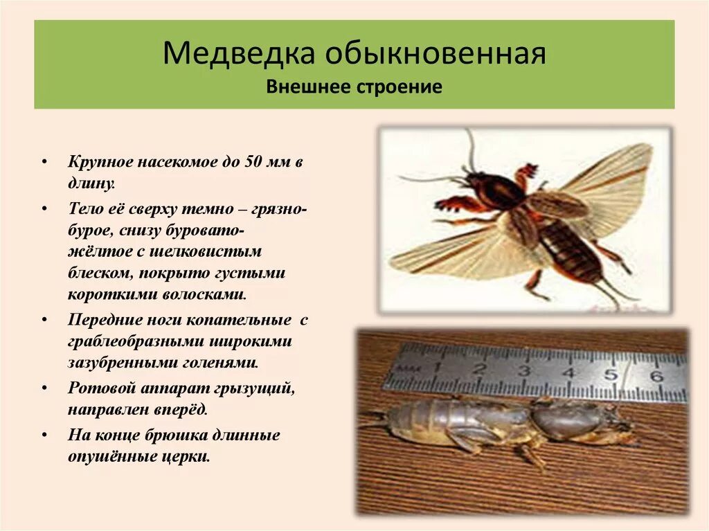 Тип конечности медведки. Медведка обыкновенная строение. строение медведки. медведка особенности строения. медведка насекомое класс.