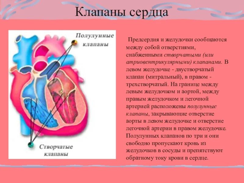 Створки трехстворчатого клапана сердца. Клапан между предсердиями. Клапаны между предсердиями и желудочками. Сердце желудочки и предсердия клапаны. Клапаны отделяющие предсердия от желудочков.