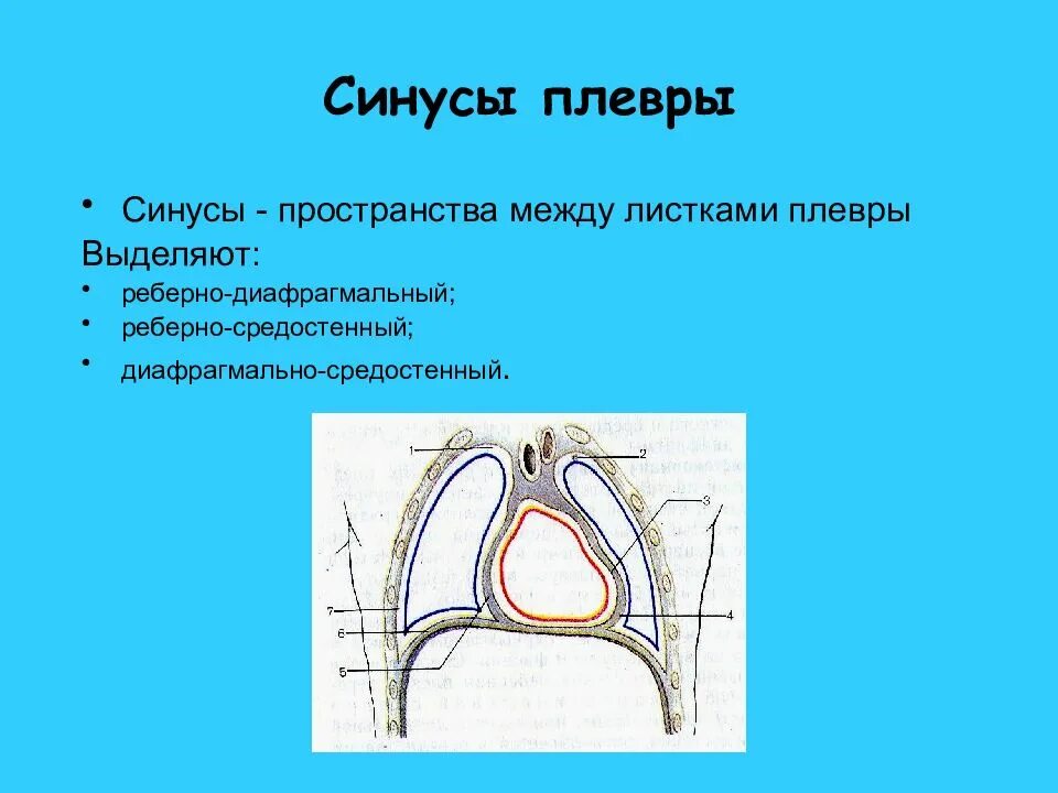 Плевральные полости, синусы плевры. Синусы плевры схема. Синусы плевры анатомия. Плевра легких анатомия синусы.