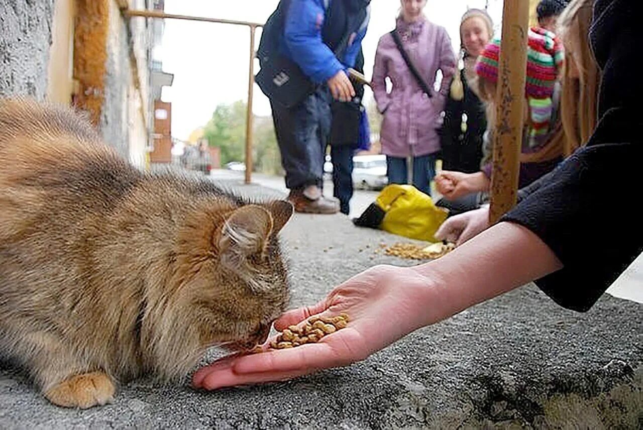 Помогли кошкам. Кормление бездомных кошек. Подкармливать бездомных животных. Накормила бездомного кота. Человек кормит животных.