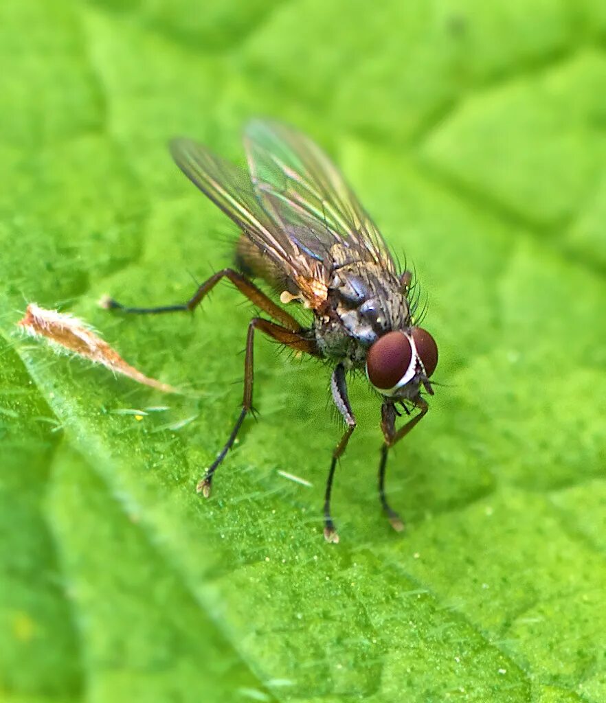 Двукрылые размер. Двукрылые насекомые комар. отряд diptera. короткоусые двукрылые двукрылые. отряд двукрылые – ordo diptera 1.1. семейство москиты – fam.phlebotomidae.