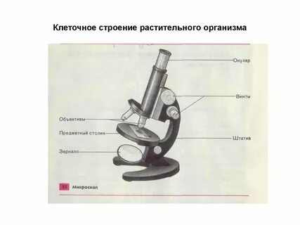 Внутреннее строение растительных организмов