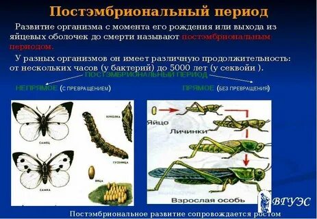 Ящерица зеленая прямое или непрямое развитие