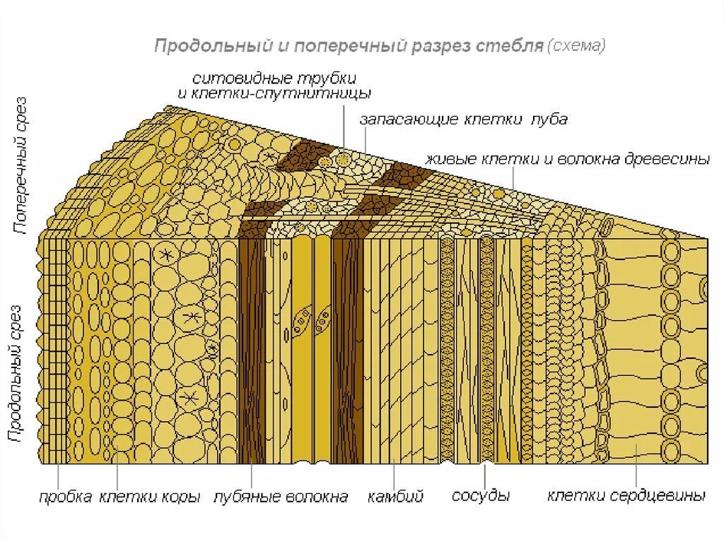 Ткани стебля растений в разрезе. Продольный и поперечный срез стебля. Поперечный срез стебля древесного растения. Продольный срез и поперечный срез.