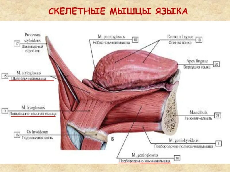 Мышцы языка латынь. Язык анатомия строение сбоку. скелетные мышцы языка анатомия.