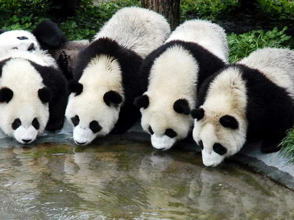 Pandas download