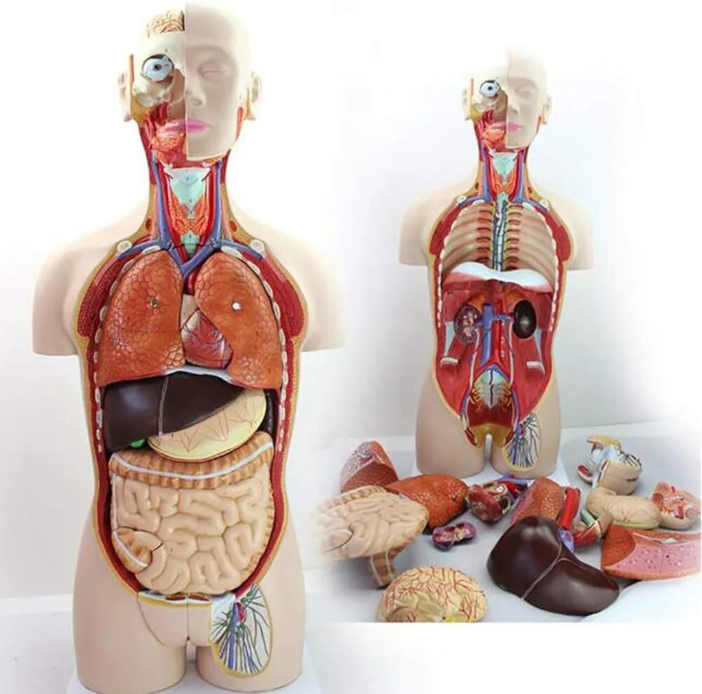 Внутренние органы фото. Макет человека с органами. Муляж внутренних органов человека. Анатомический муляж. Анатомическая модель человека с органами.