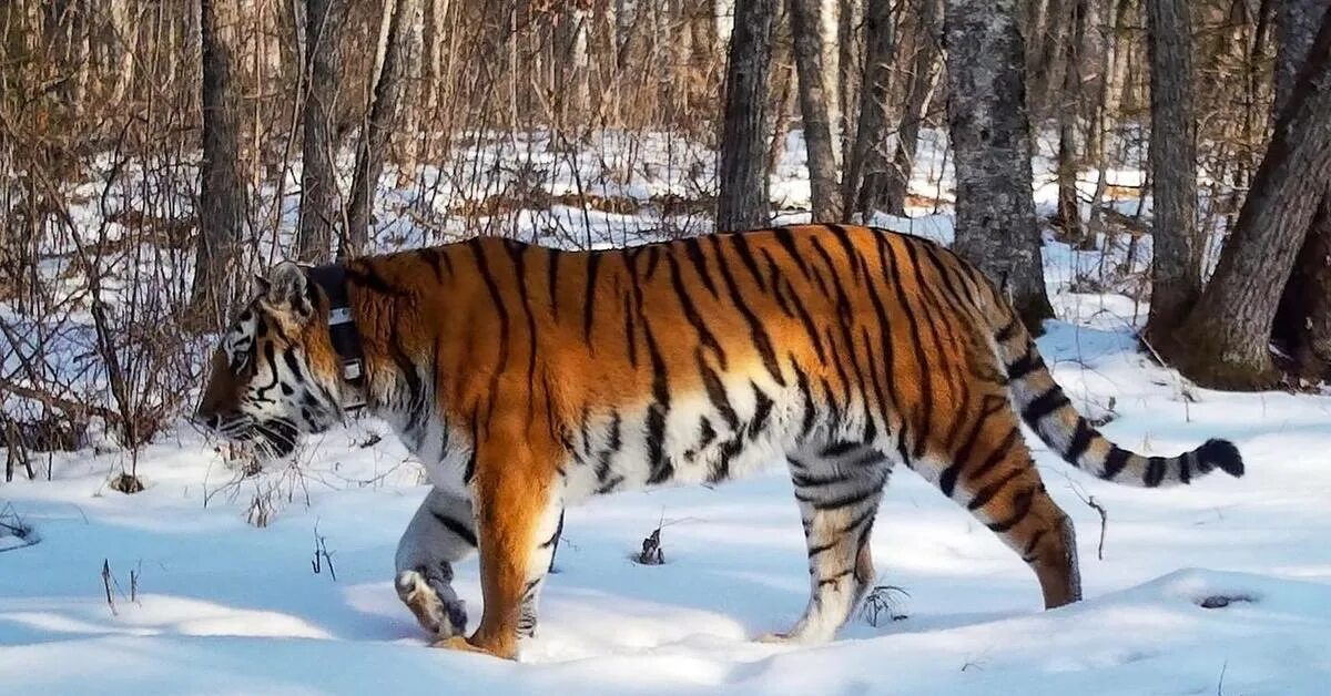 Амурский тигр. Амурский тигр в заповеднике. Самый большой Амурский тигр. Дальний Восток Амурский тигр.