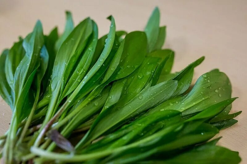 Редкая органическая трава семена Дикий чеснок "Мишка" лук, ramsons лук-порей, ch