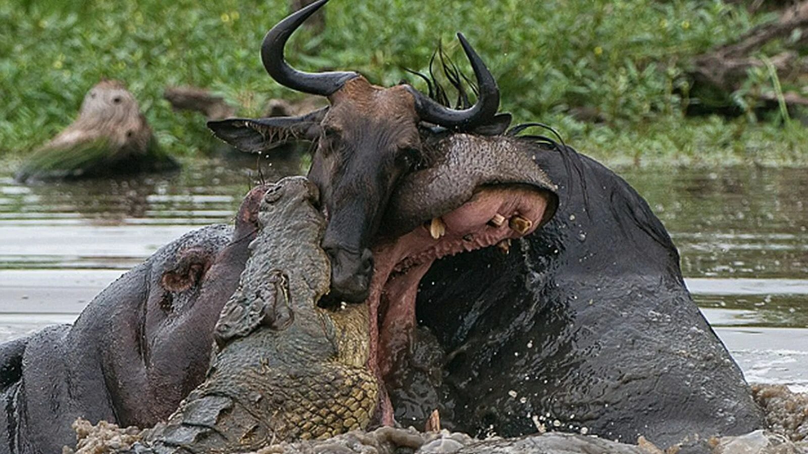 Бегемот против крокодила. Крокодил против антилопы гну. Ростовский бегемотик бегемот зоопарк. Гиппопотам и бегемот. Нильский бегемот.