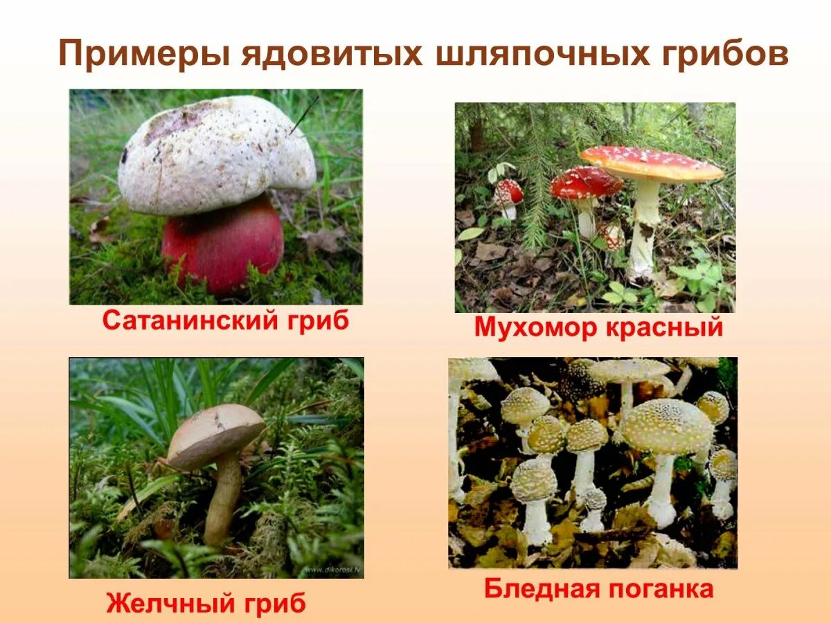 Несъедобные грибы Шапочные. Несъедобные Шляпочные грибы. Несъедобные Шляпочные грибы названия. Не ядовитые Шляпочные грибы.