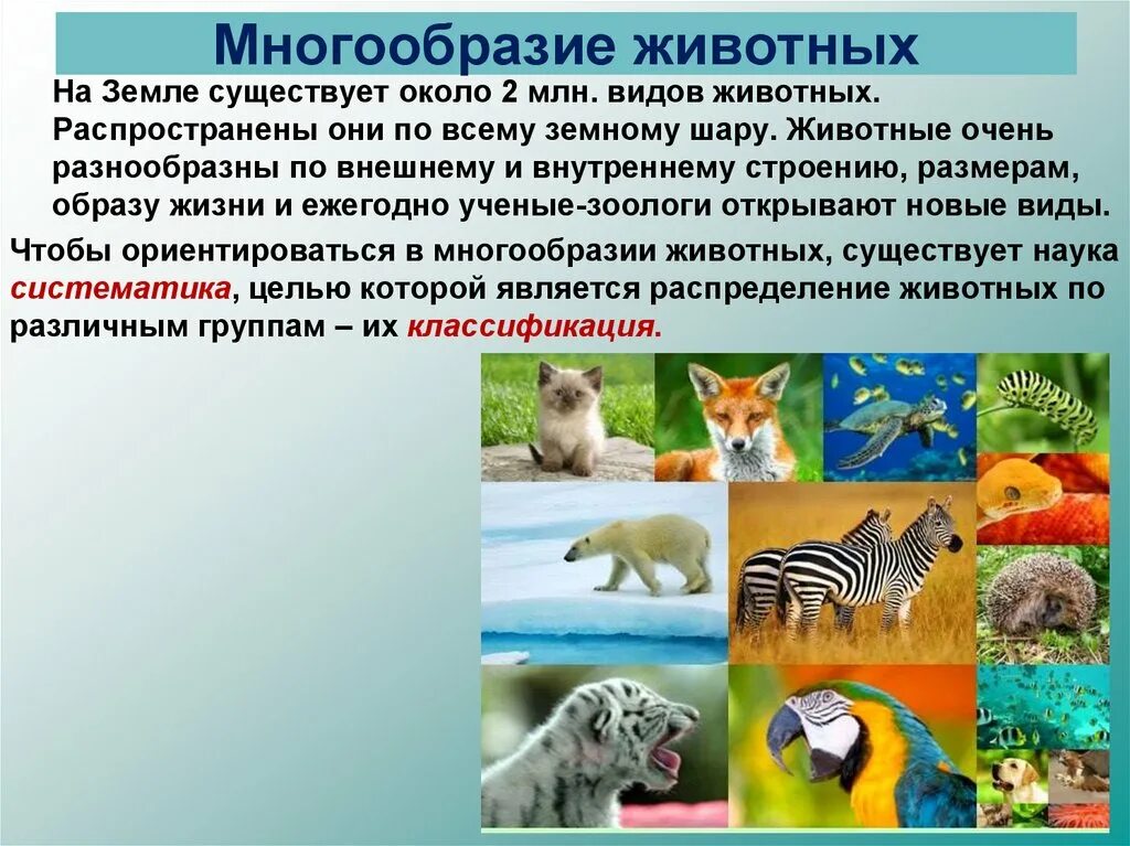 Животные разнообразие. Многообразие видов животных. Многообразие животных 7 класс. Разнообразие животных биология. Как можно объяснить высокое разнообразие животных