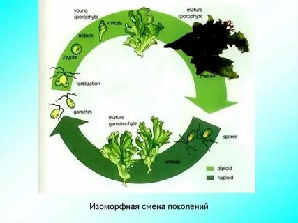 Трава цикл
