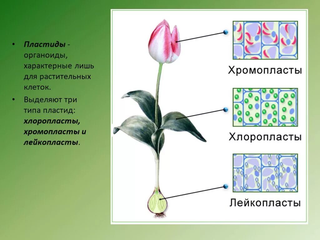 Хромопласты растительной клетки. Пластиды в клетках растений. Пластиды растительной клетки. Хлоропласты хромопласты лейкопласты. Лейкопласты в растительной клетке