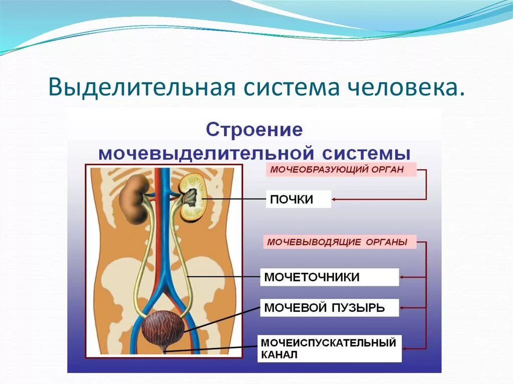 Какую функцию выполняет выделительная система человека. Органы выделительной системы схема. Строение выделительной системы рисунок. Выделительная система человека строение рисунок. Органы выделительной системы человека 8 класс биология.