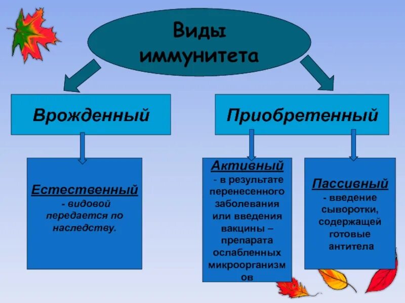 Врожденный и приобретенный иммунитет. Виды иммунитета врожденного иммунитета. Иммунитет и его виды. Формы приобретенного иммунитета.